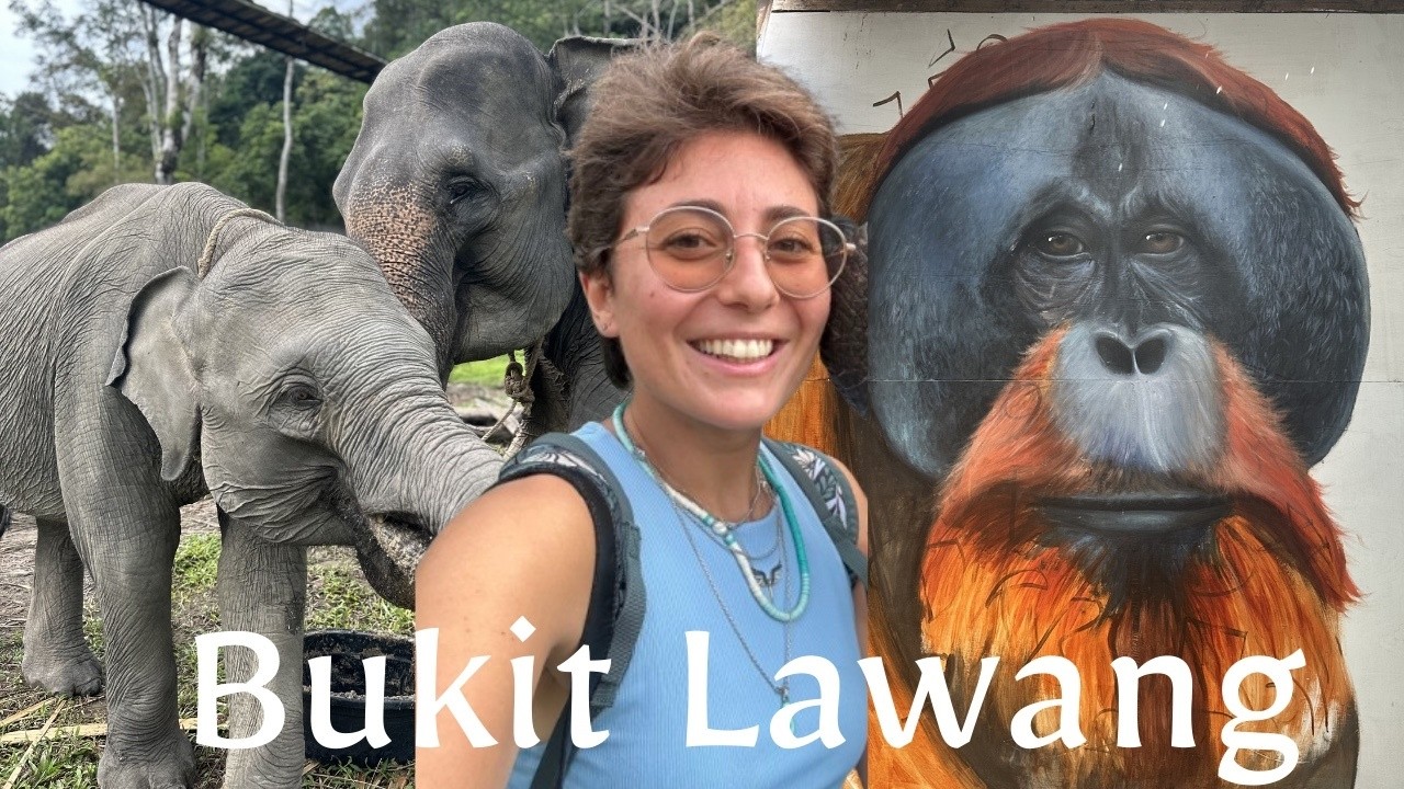 Discover the jungle animals of Bukit Lawang, Sumatra, Indonesia 🇮🇩 Episode 14 - Discover with Salwa