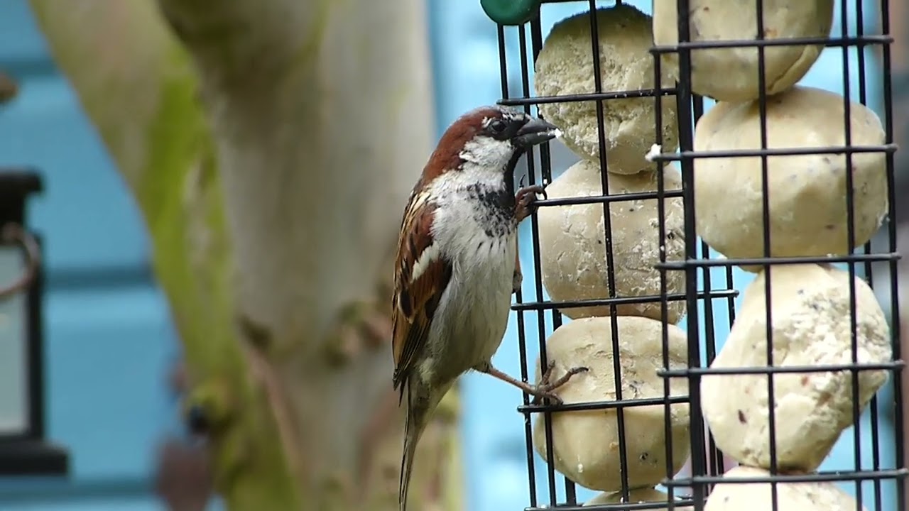 Sparrow Close up Full HD