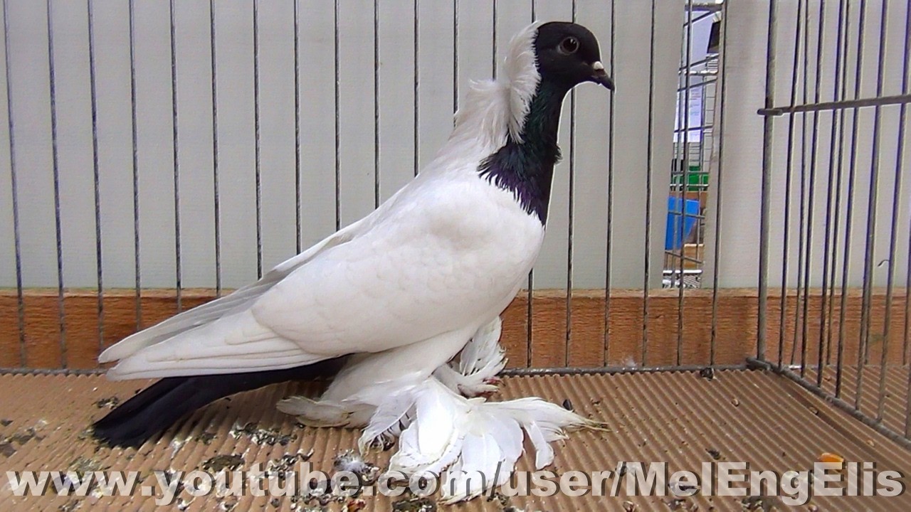 Pigeon Tête de Maure Allemand ancien noir à coquille - S.A.E. - Évreux 2026
