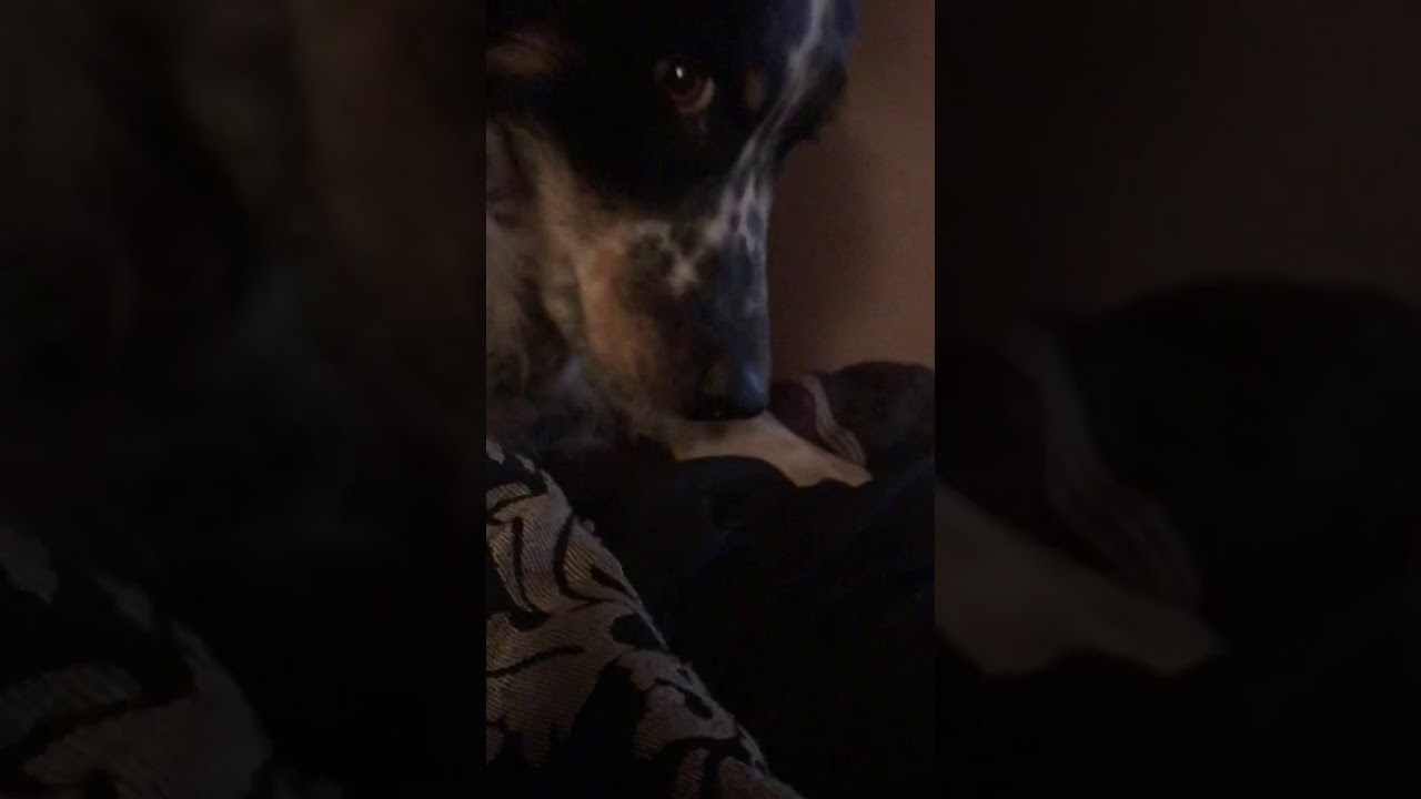 ASMR Dog Licking/Chewing her paws