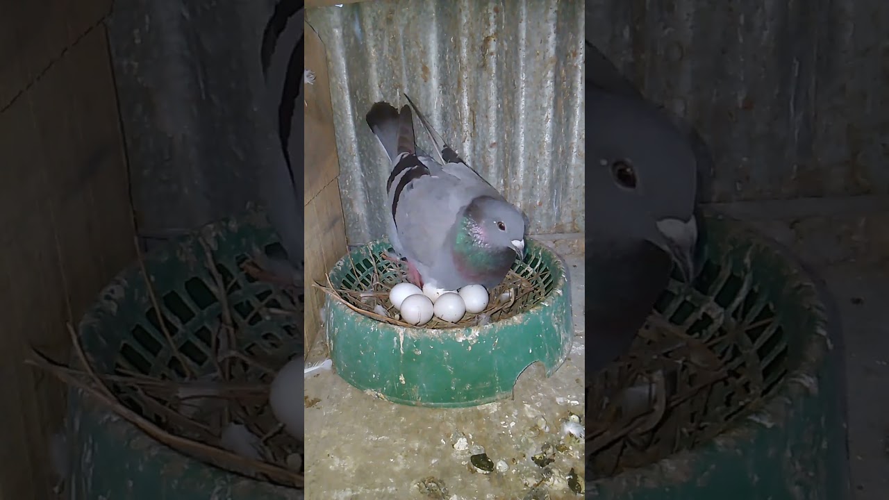 How do pigeons lay 6 eggs 😱#pigeon #eggs #lay