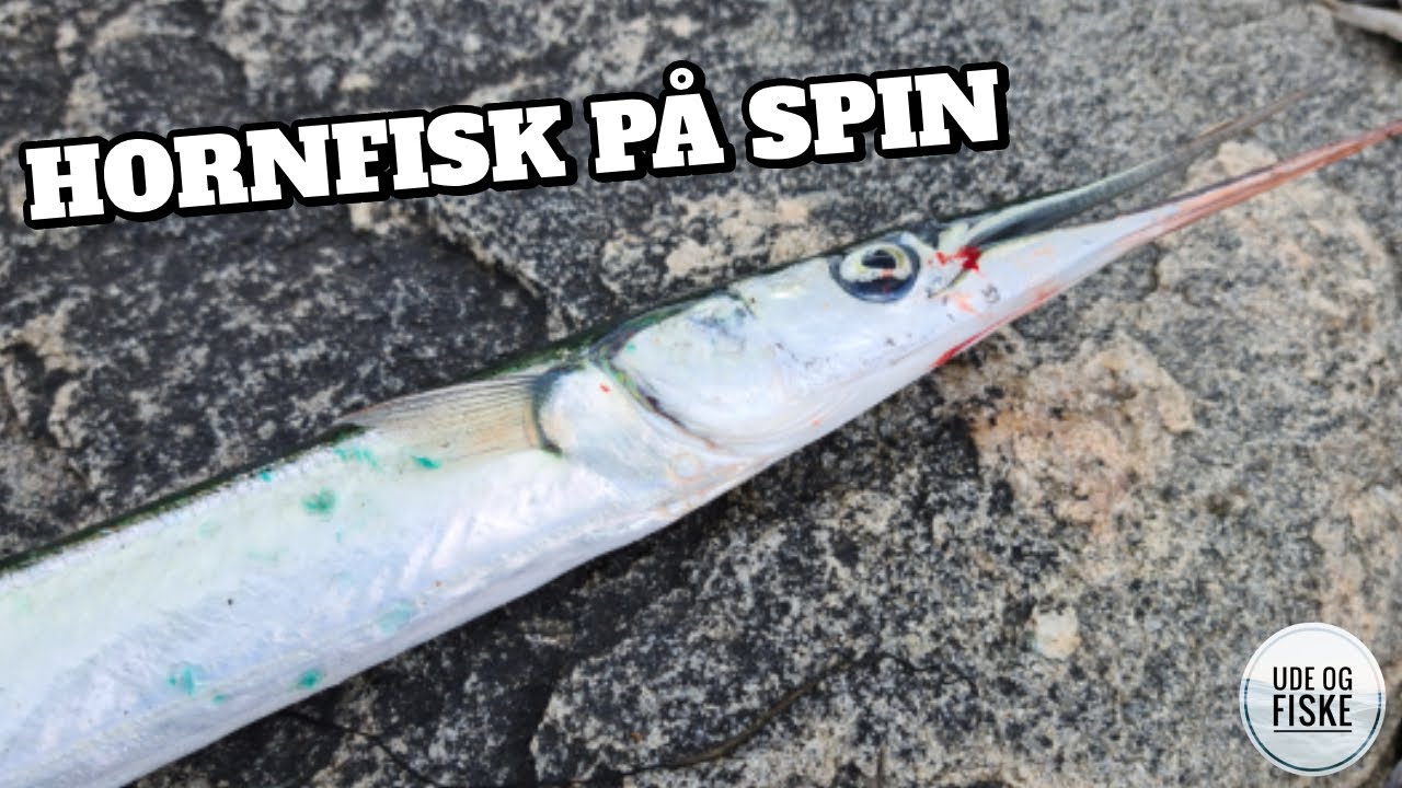 Hornfiskesæson i Roskilde Fjord 🎣🎣 | Masser af Hornfisk i Fjorden