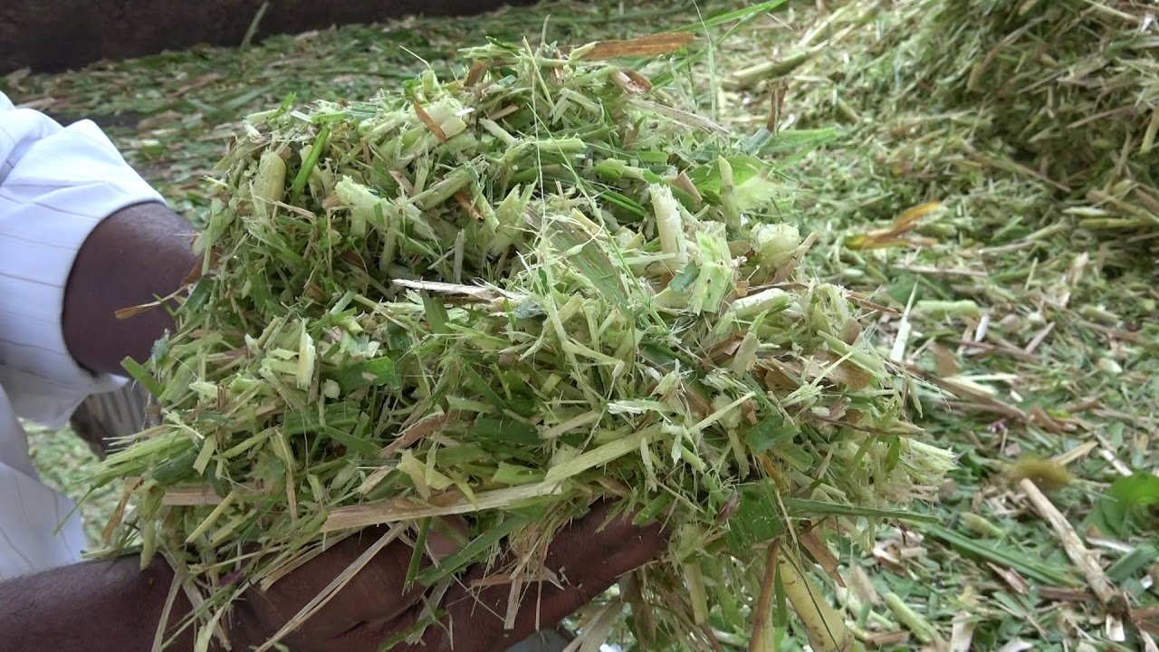 Silage making in plastic drums- Kannada version