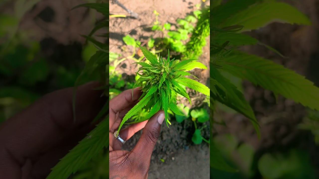 Growing in Jamaica 🇯🇲