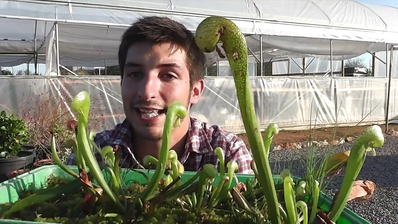 La planta COBRA: Darlingtonia californica