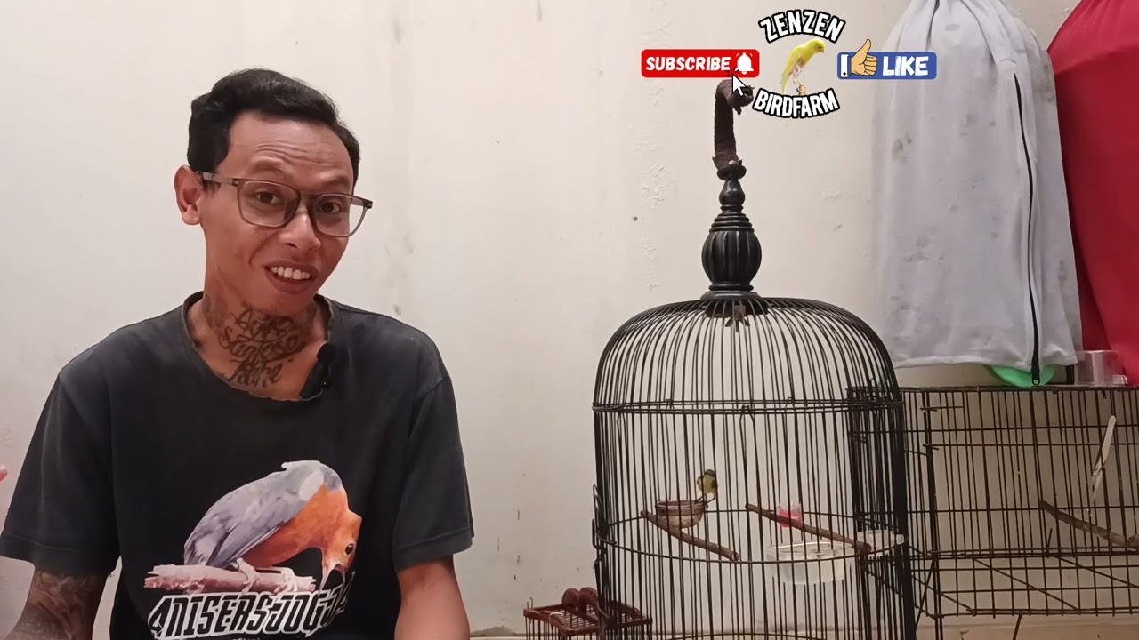 UNTULAN SOGON YANG COCOK ❗️ SEPERTI INI CIRINYA ❗️