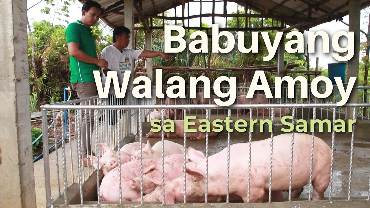 Babuyang Walang Amoy sa Eastern Samar