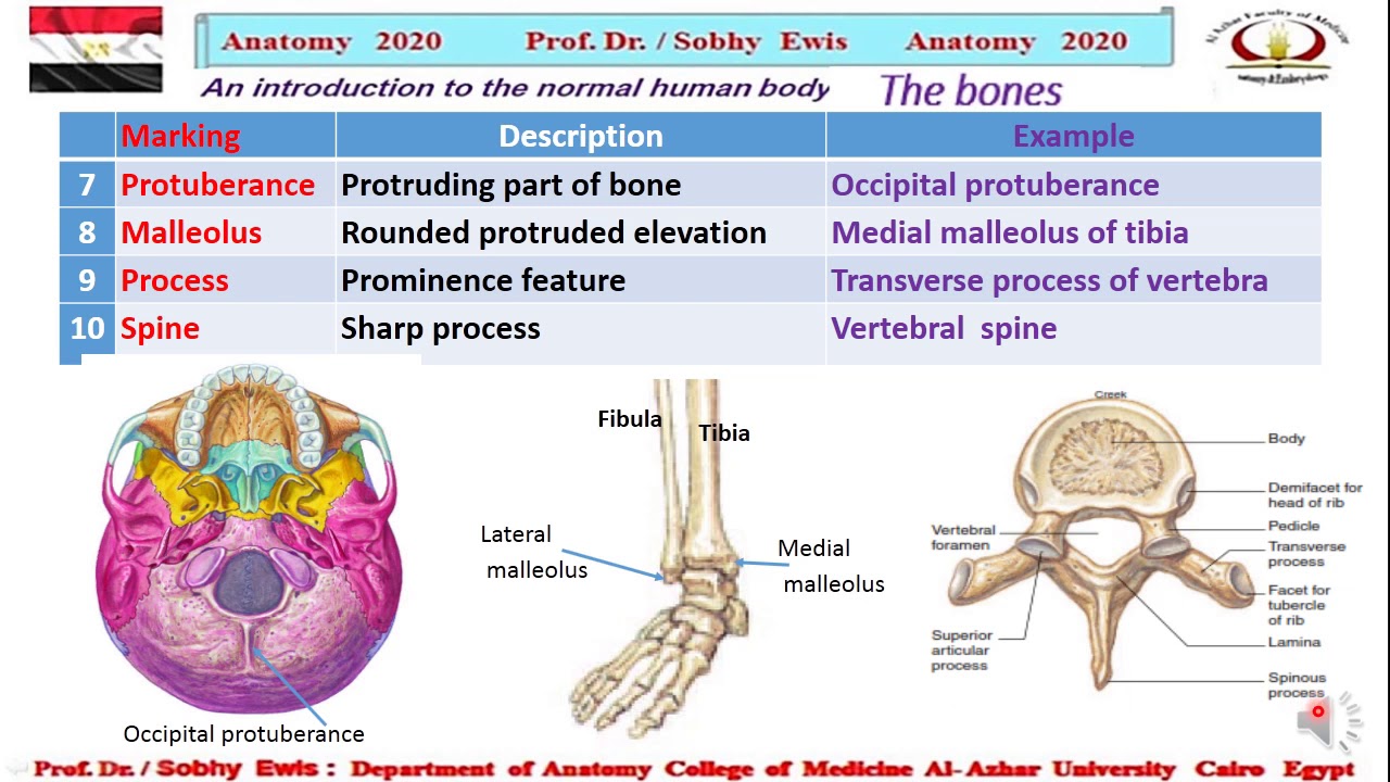Bone markings