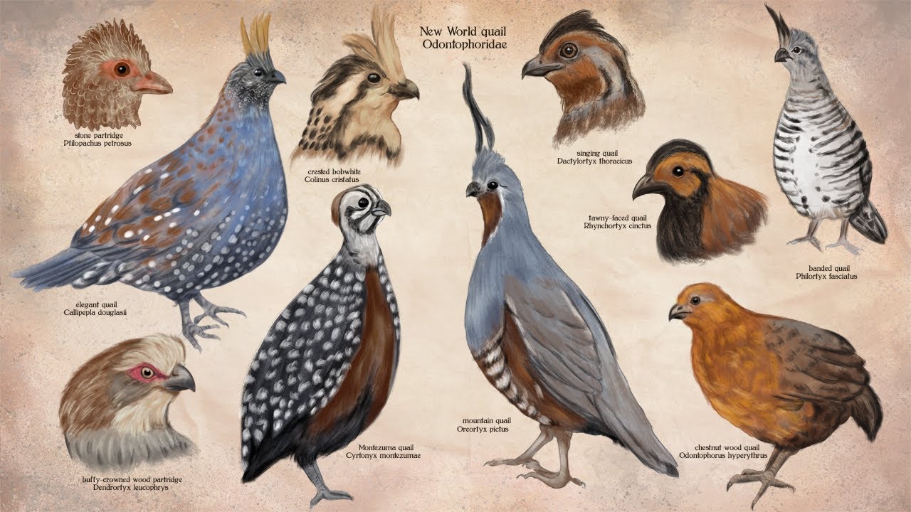 Drawing Birds for Design Inspiration: New World quail, Odontophoridae