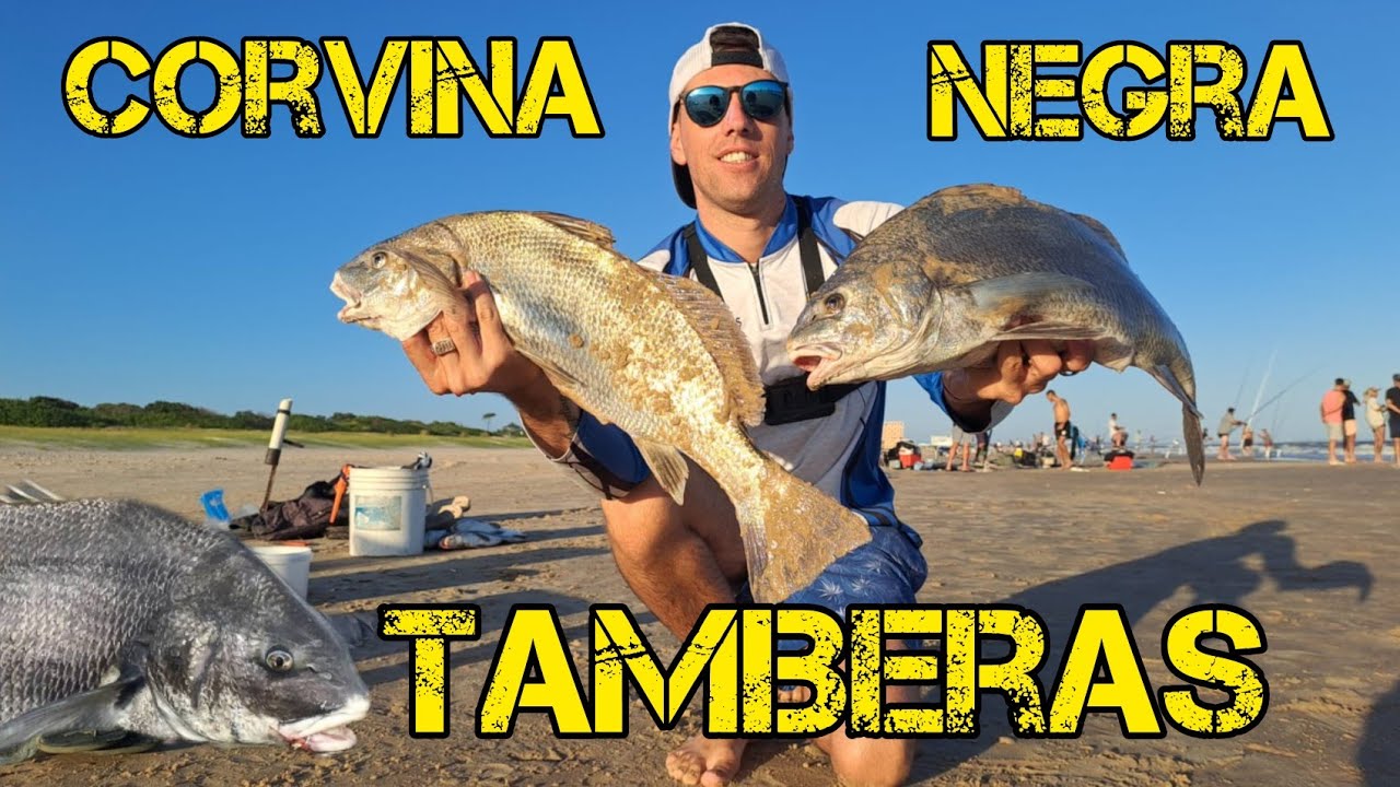 PESCA de CORVINA NEGRA en SOLYMAR📍 Impresionante la CANTIDAD que hay PESCANDO DE COSTA💥🎣