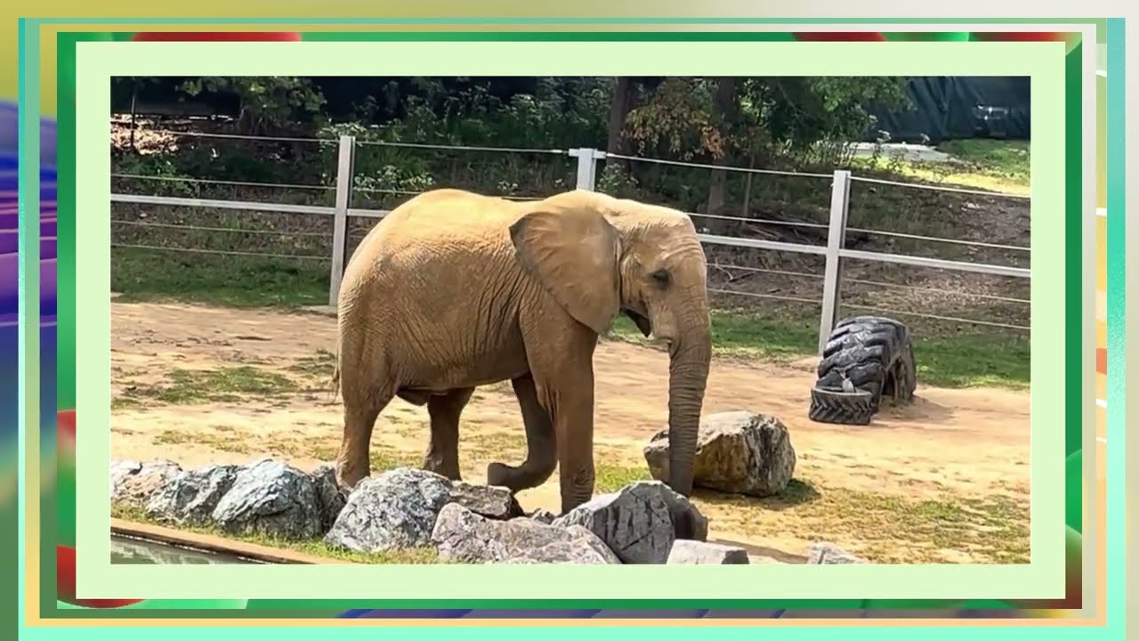 The Mighty Bull Elephant