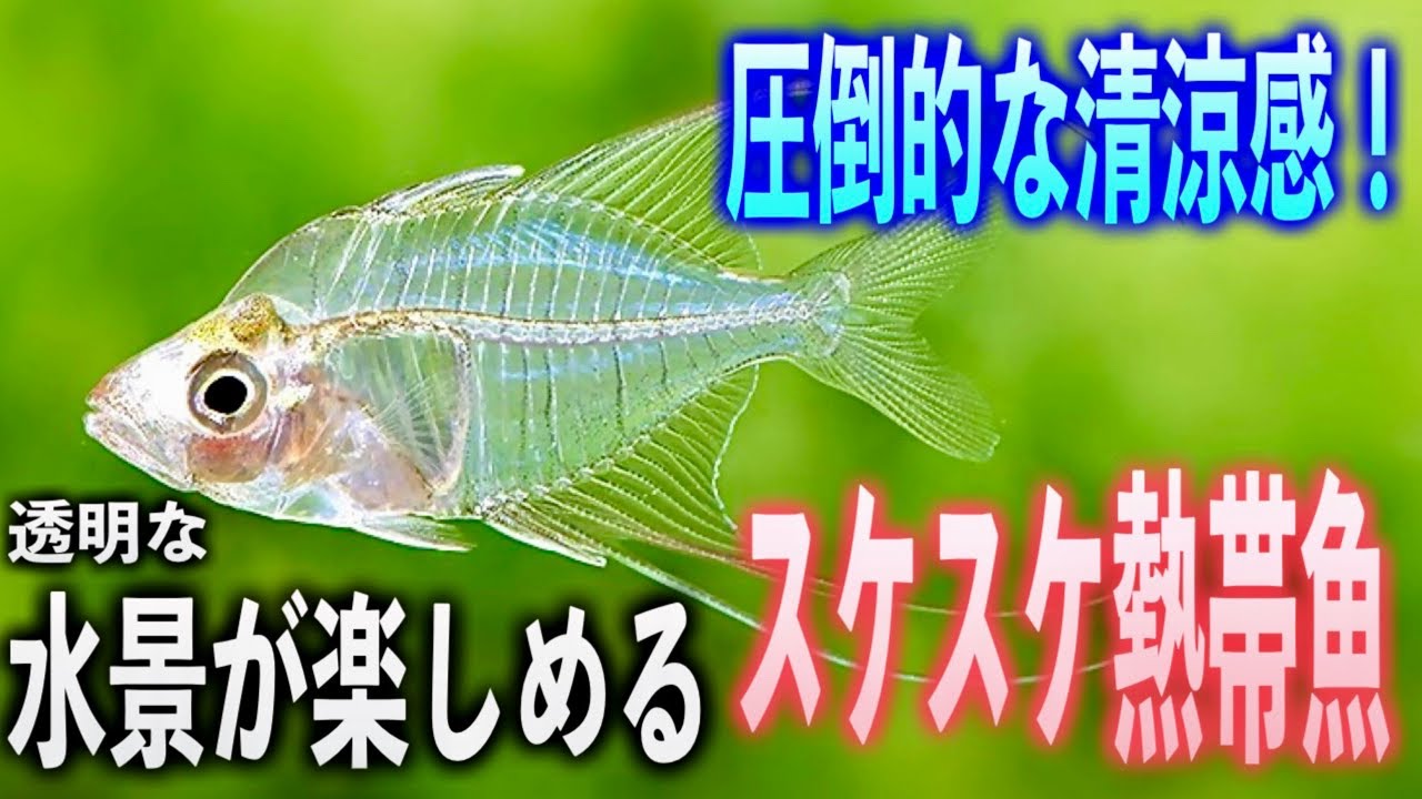透明な熱帯魚10選！圧倒的な清涼感で水槽が幻想的に変わる【淡水魚 アクアリウム】