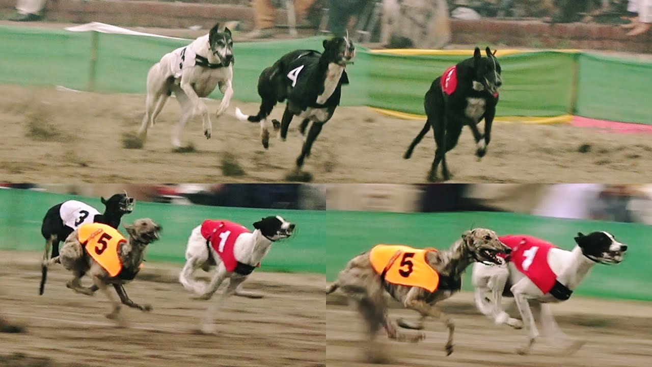 Greyhound racing derby