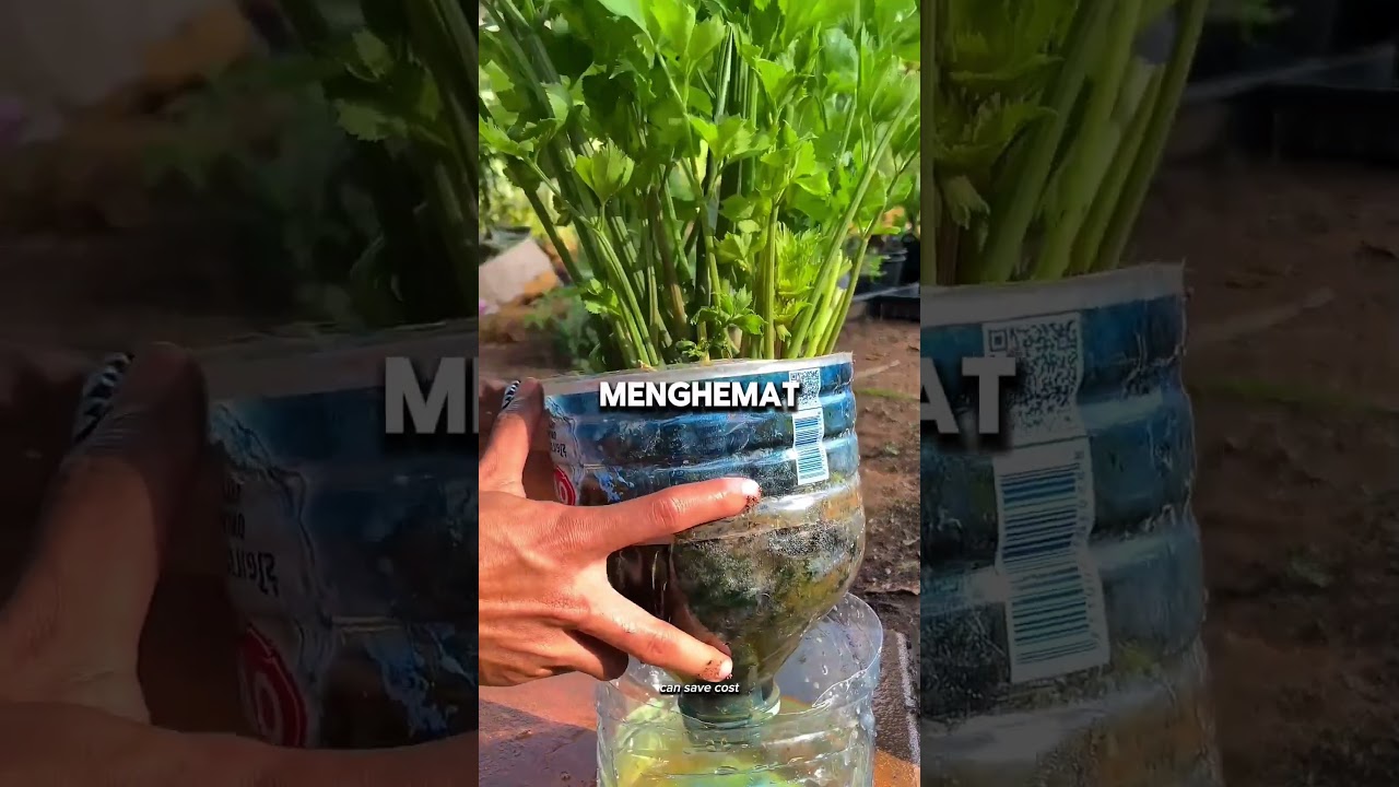 Seledri semi hidroponik di galon bekas #seledri #seledrihidroponik #gardeninghacks