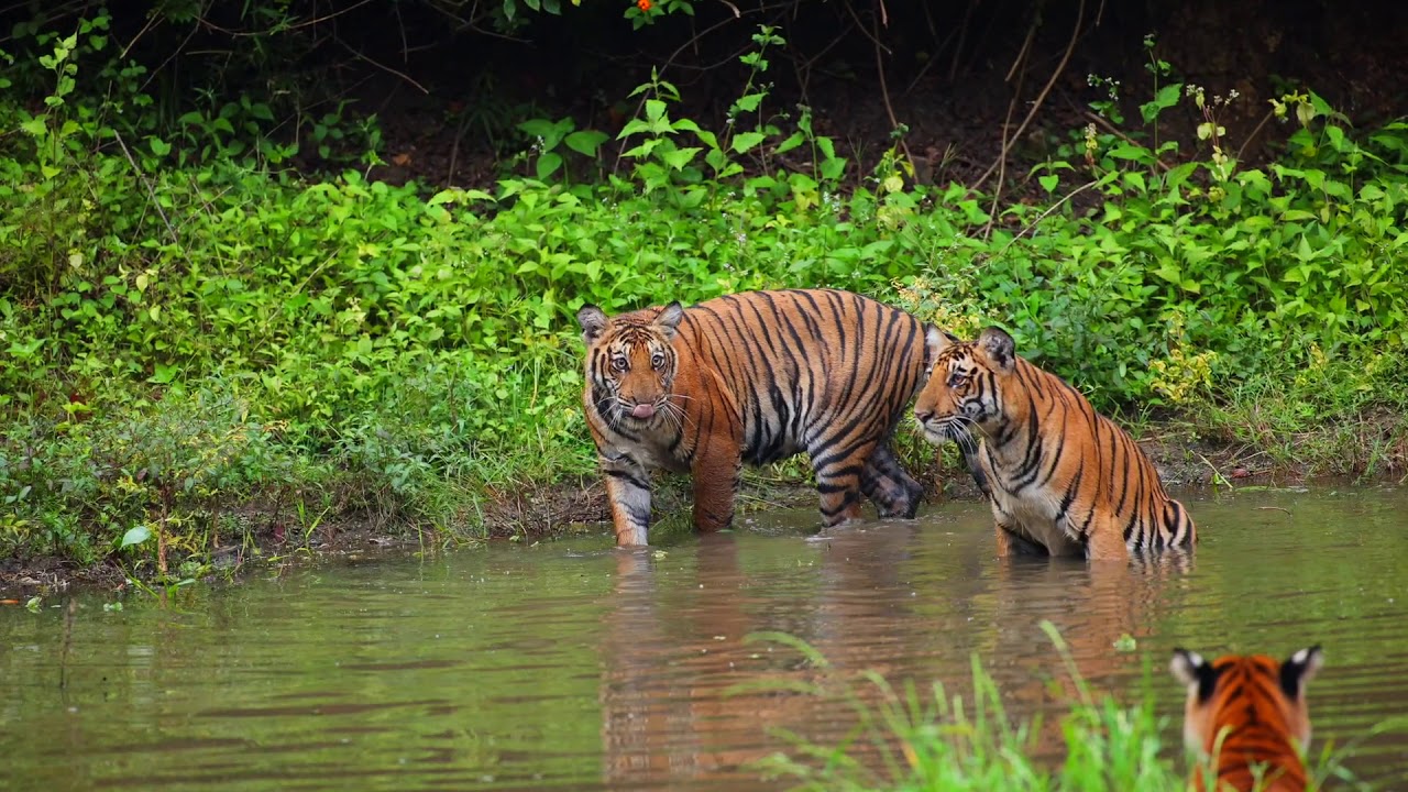 Tigeress and Cubs from Kabini
