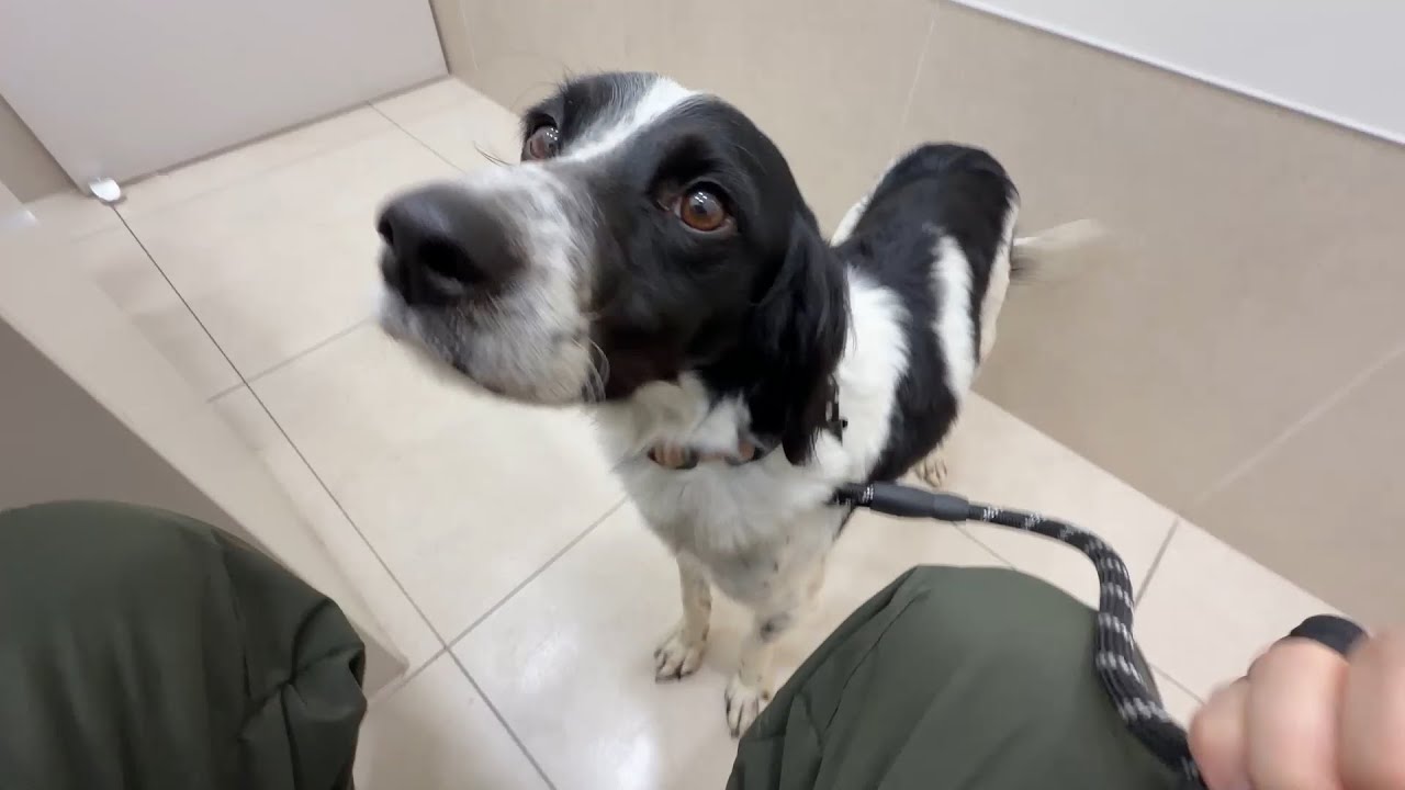 드디어!! 심장사상충 3차 접종/수의사님 상담내용/A dog who was once abandoned has reached the third heartworm injection