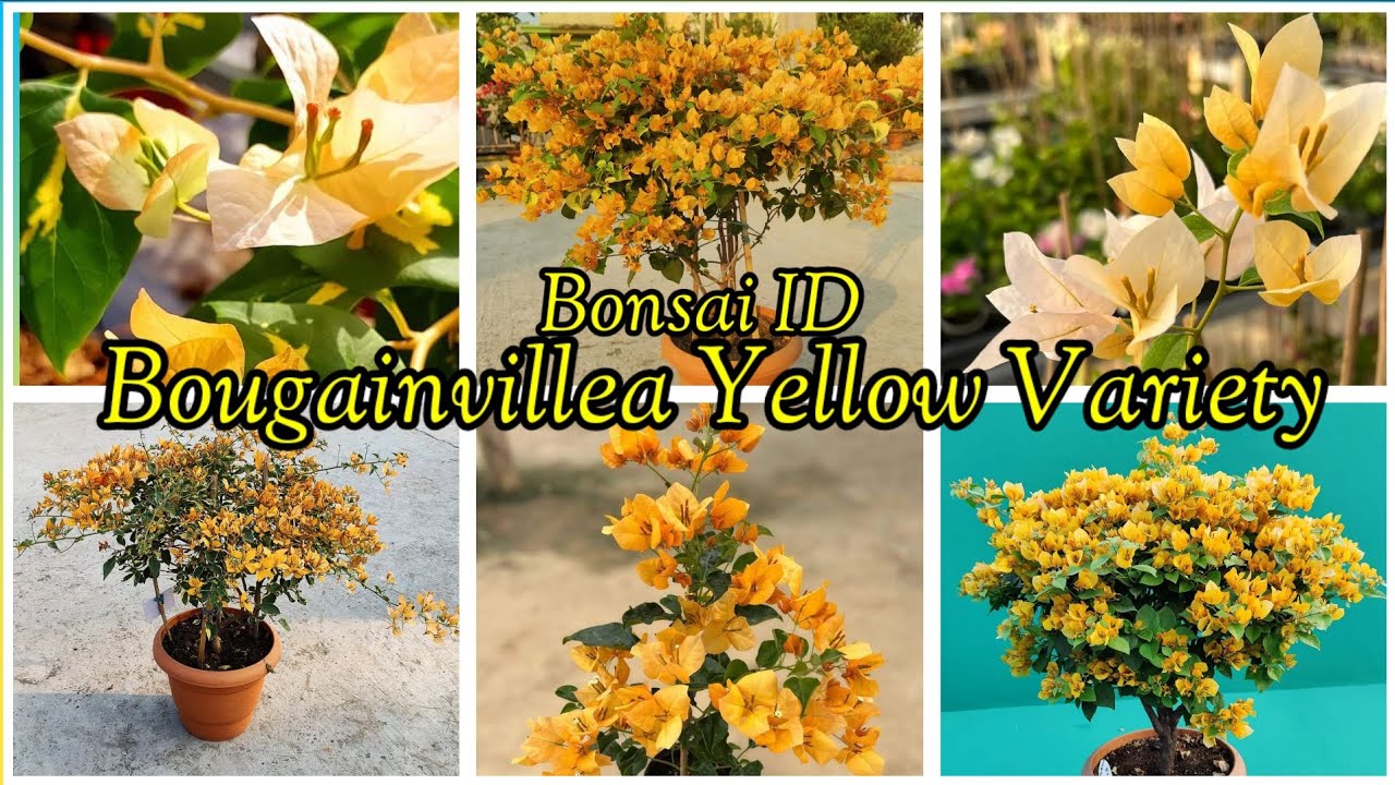 Bougainvillea Yellow Variety (Golden sunshine, sufia Indiana, citra, Splash, adarna, multi color)