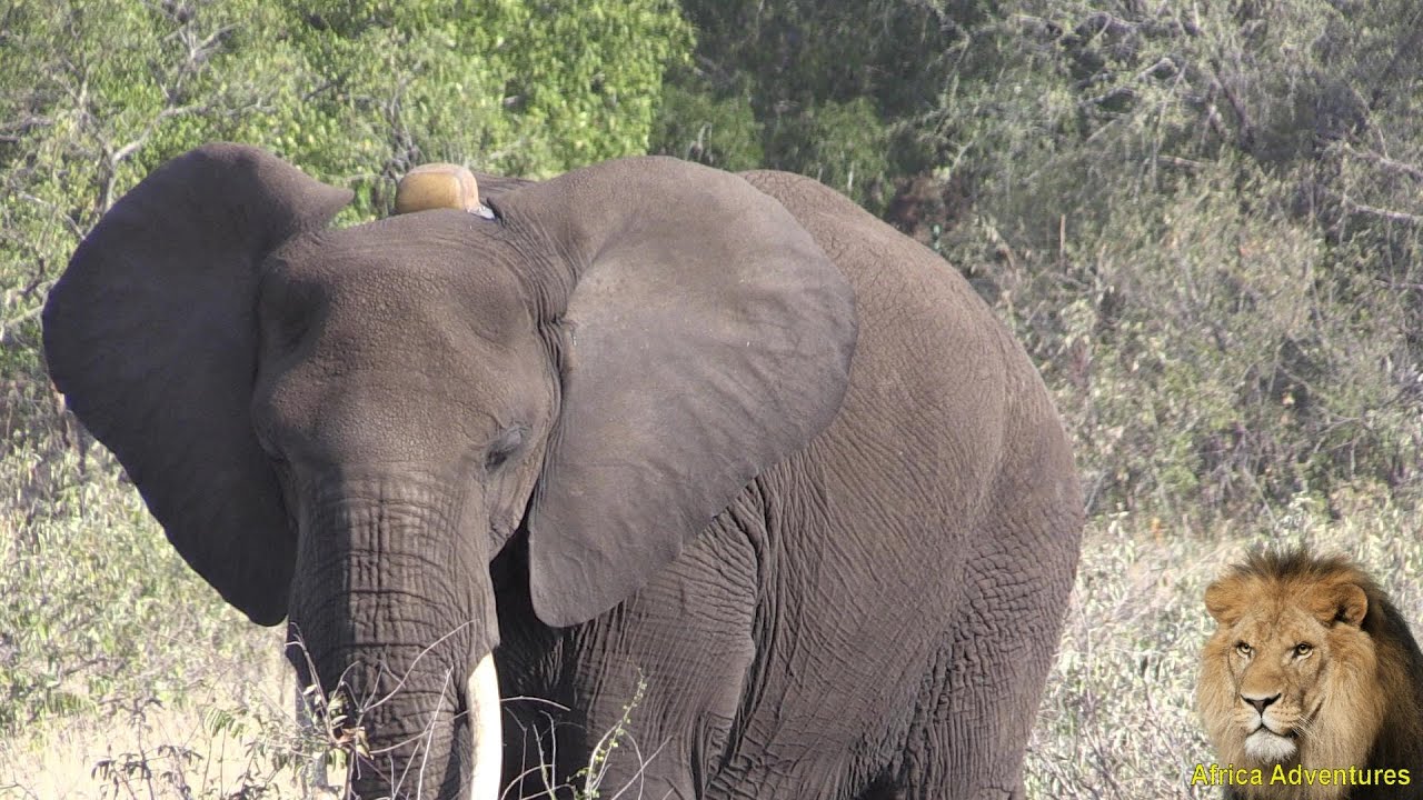 Elephant With Satellite Tracking Collar Spotted In Kruger Park.