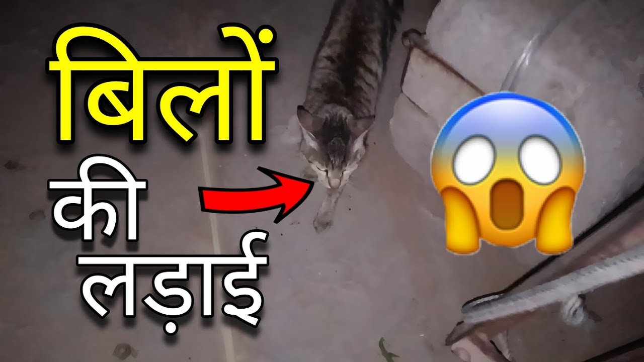 Cat's Ki Ldai Ho Gyi 😱 Kis Wajah Se 🤔😳