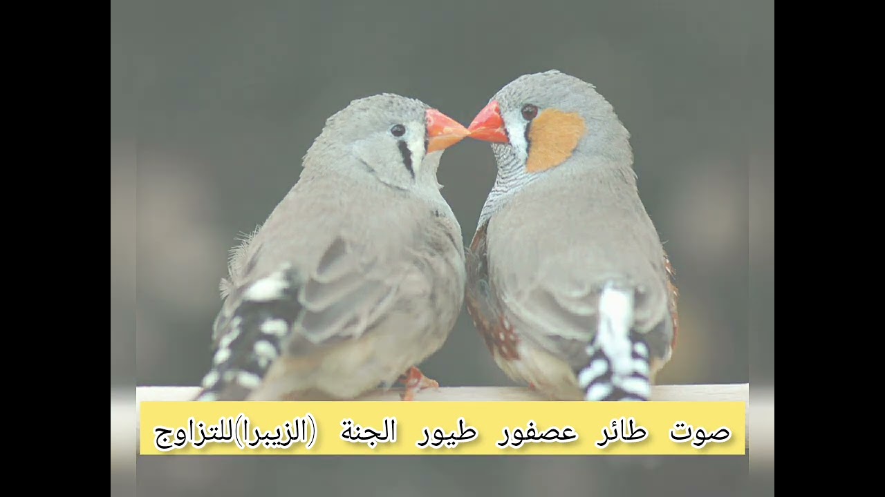 صوت #عصفور  الجنة للتزاوج او طائر #الزيبرا  #عالم #الطيور # براري  #عصافير