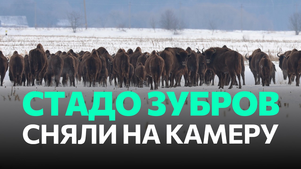 СНЯЛИ СТАДО ЗУБРОВ ВБЛИЗИ | Как и чем кормят диких зверей зимой | Фотосафари в нацпарке «Припятский»