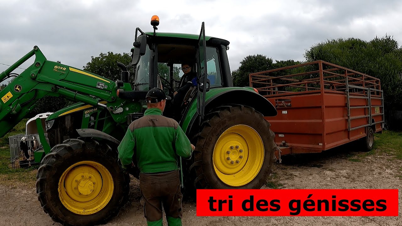 tri des génisses: c'est toujours du sport