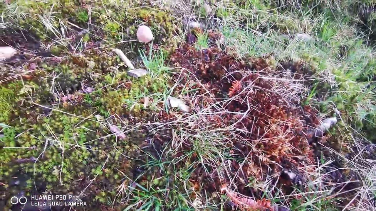 Steinpilz Suche von heute Abend über 1000m hoch 