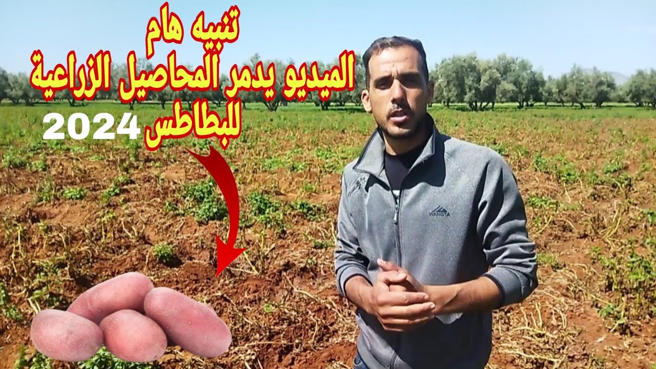 الميليديو قاهر الزراعة يفتك بمحاصيل البطاطس