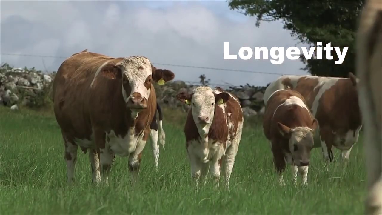 sapi simental di peternakan luar negeri