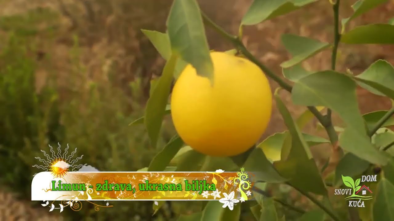 PREDIVNI LIMUN - KAKO SE GAJI, RAZMNOŽAVA, OREZUJE...