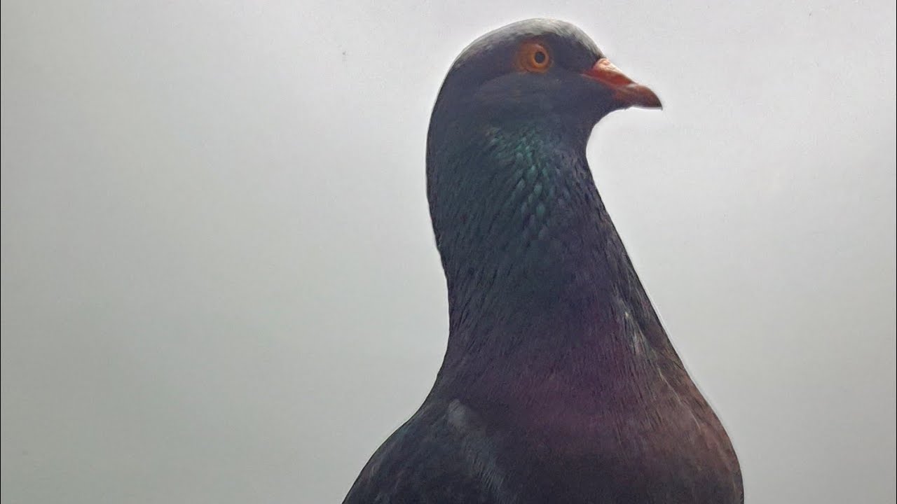 CUCU GRENDASEBA @yodan99penjelajahmutiara