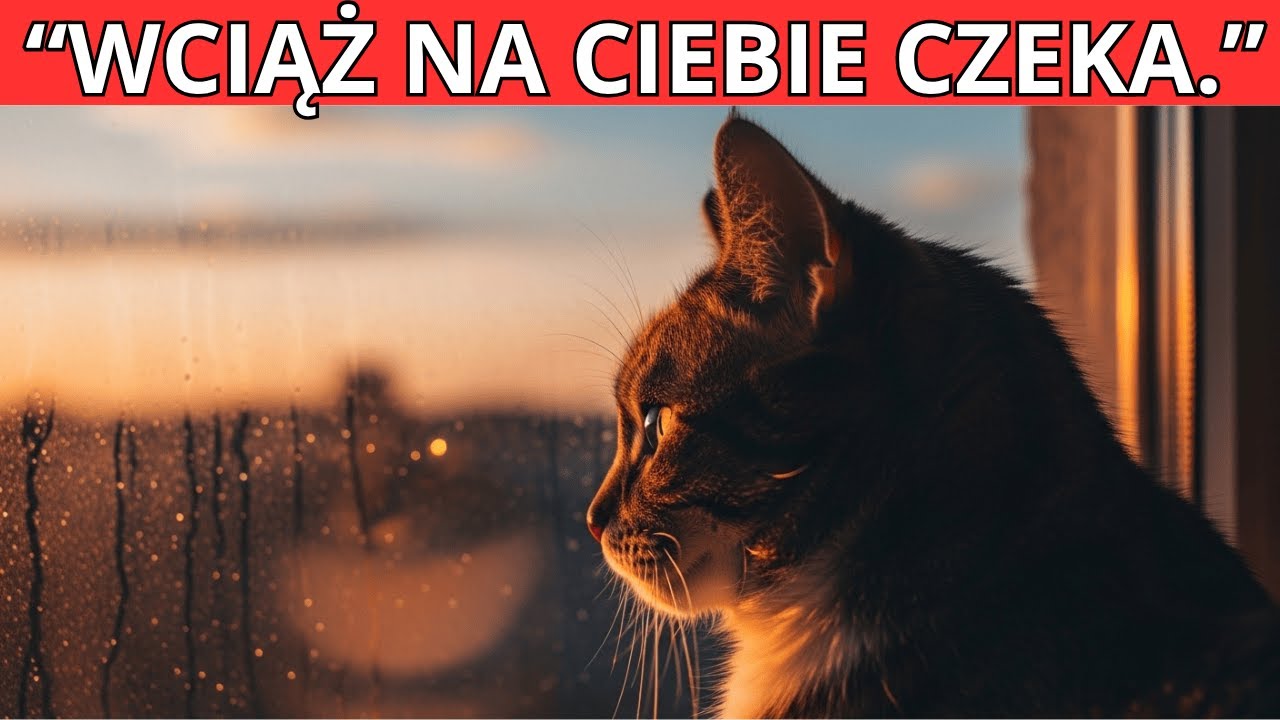 7 cichych sposobów, w jakie kot mówi: ‘Tęsknię za tobą’