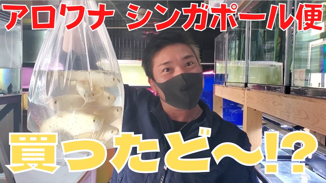 【シンガポール便】アロワナ入荷！驚異のフルゴールデン50匹！！まさかの大人買い！？