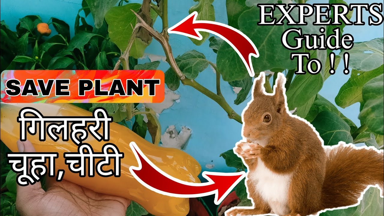The Expert's Guide to पौधे को गिलहरी से कैसे बचाए ( Top Secret )