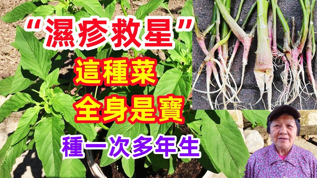 這種菜，堪稱“濕疹救星”，它全身都是寶，種一次多年生，藥食兩用