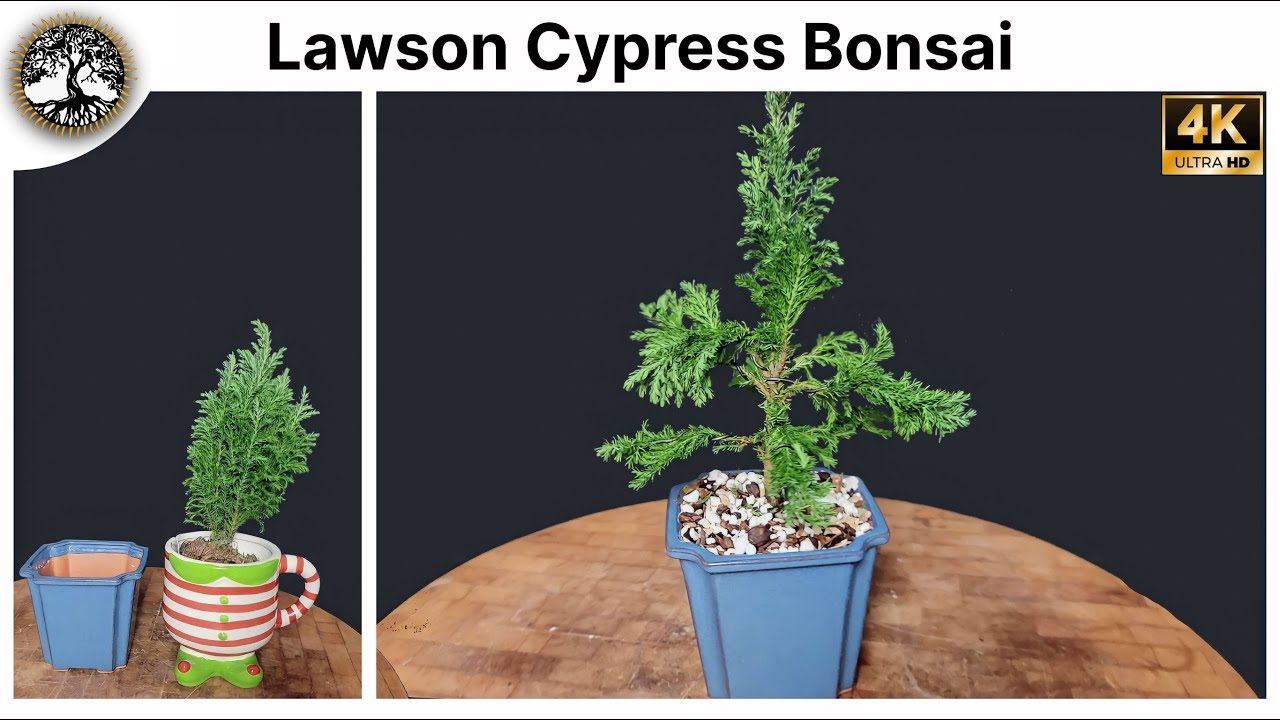 Lawson Cypress Bonsai - (Chamaecyparis Lawsoniana Elwoodii)