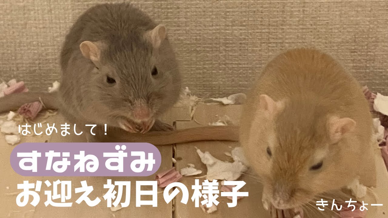 はじめてのすなねずみ｜お迎え初日の様子｜First day with my gerbils