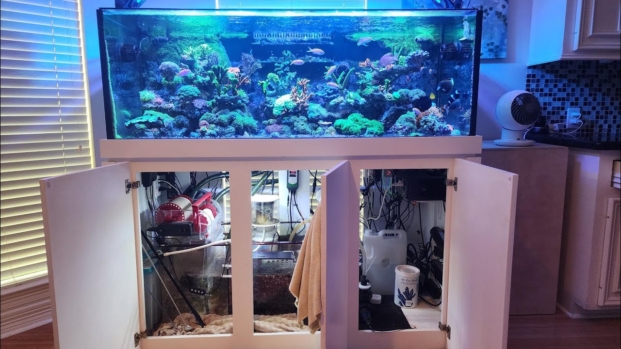 How I Set Up a Successful Mixed Reef Tank - Full Process & Tips