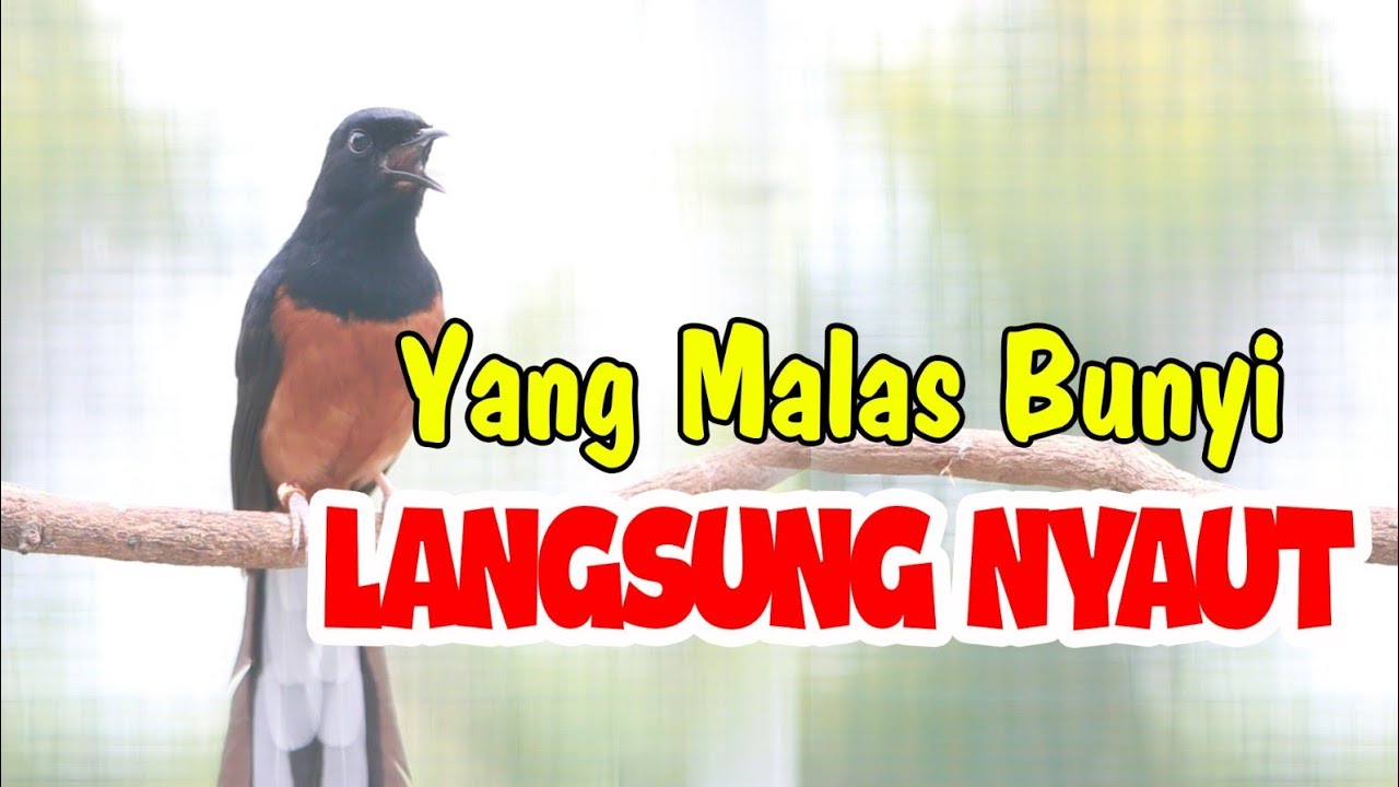 KRETEKAN MURAI BATU MEMANCING EMOSI !!!!
