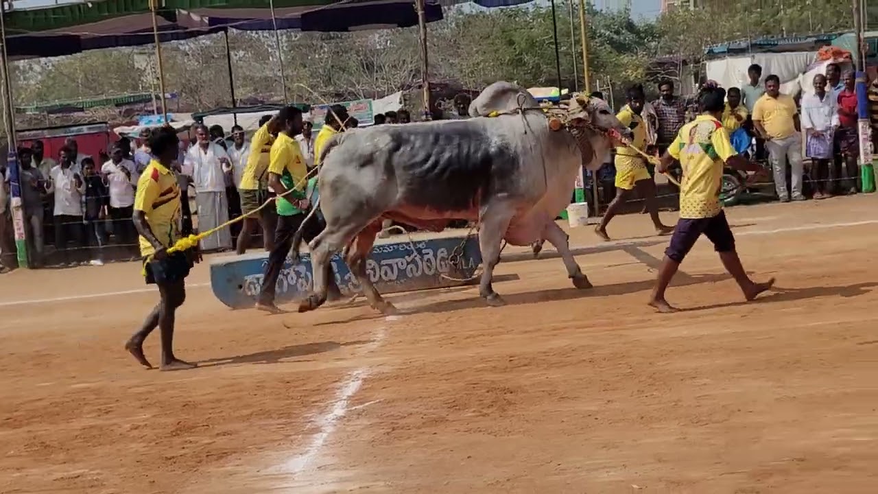 RK Bull's Vetapalem Tiger &Veerasimha new category Bull's  in Narasaraopet my all time favorite race