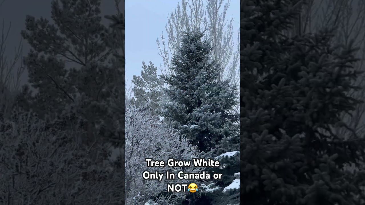 Only In Canada or NOT.  Trees grow white not gree 😂🤷 