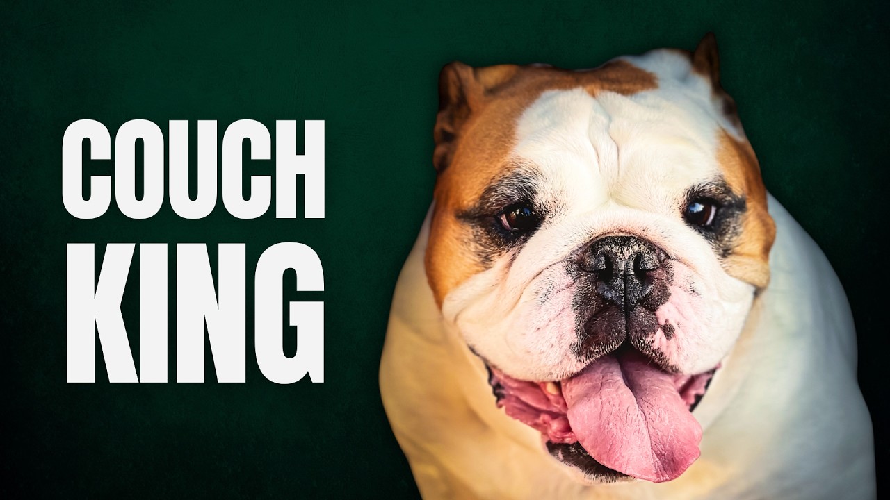 English Bulldog: More Than a Tough Appearance