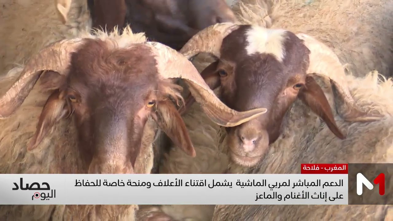 دعم الفلاحين ومربي الماشية بالمغرب .. تفاصيل العملية