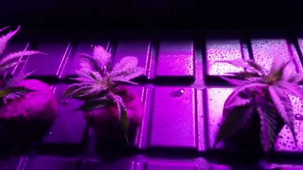 Dinafem Blue Kush Clones - Making Feminized Seeds - Grow #2 - Veg Week 1 / Day 1