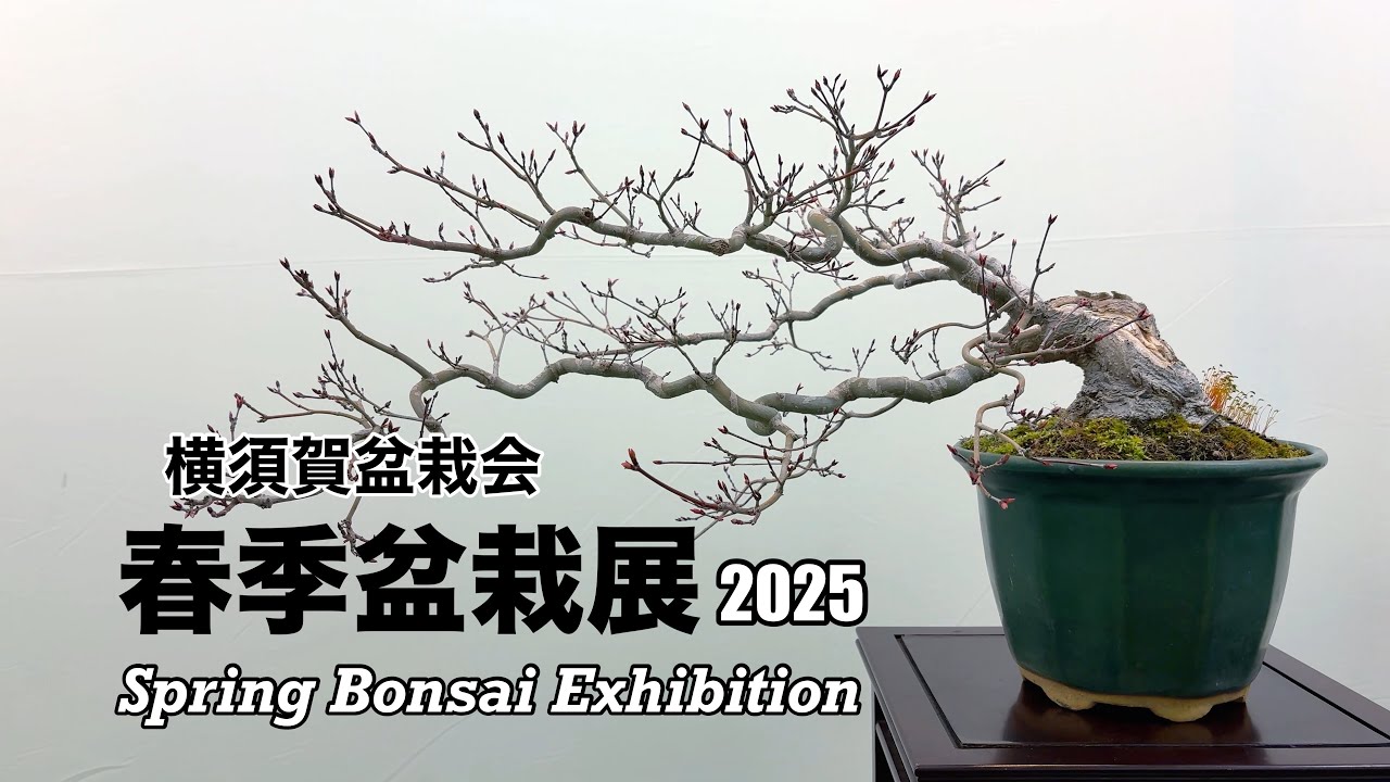 横須賀盆栽会「春季盆栽展」／Spring Bonsai Exhibition