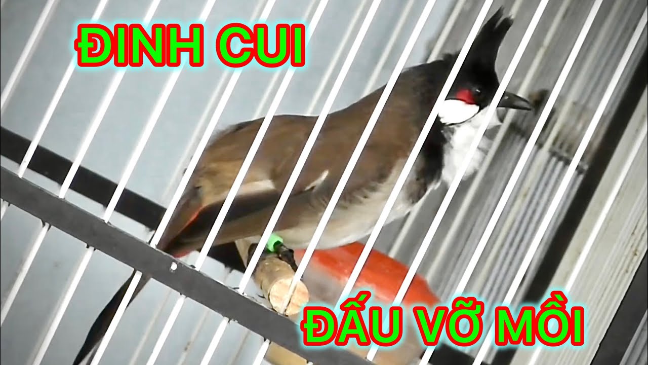 ĐINH CUI , CỰC GẤU , ĐẤU VỠ MỒI