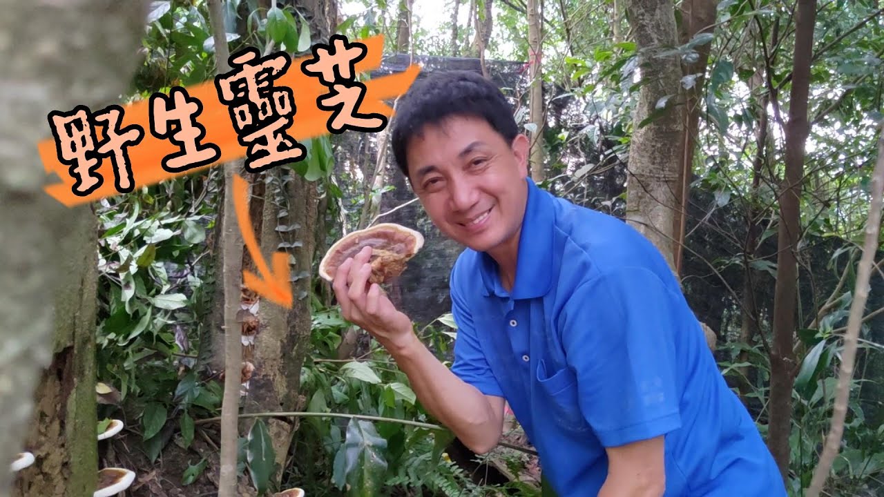 野生靈芝 | 關於千年靈芝的祕密真相...