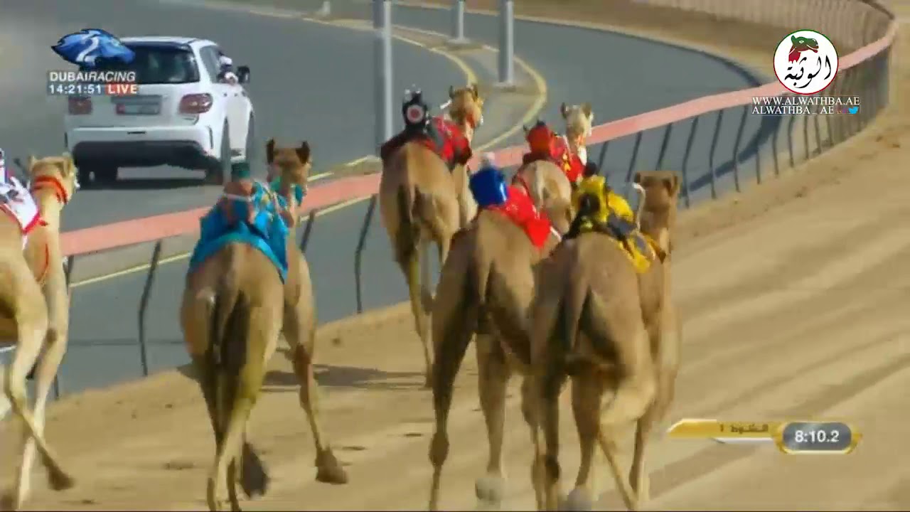 الشوط 1 سيف (الدانه) لـ أحمد مطر ماجد الخييلي 12:13:8 ، مهرجان ولي عهد دبي 2021/1/27 المرموم حول