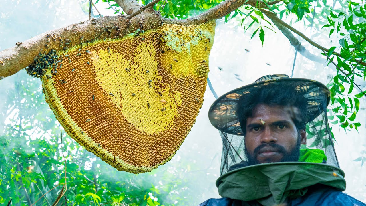 Biggest Honeycomb Harvest | Giant Beehive Harvesting from a Massive Tree