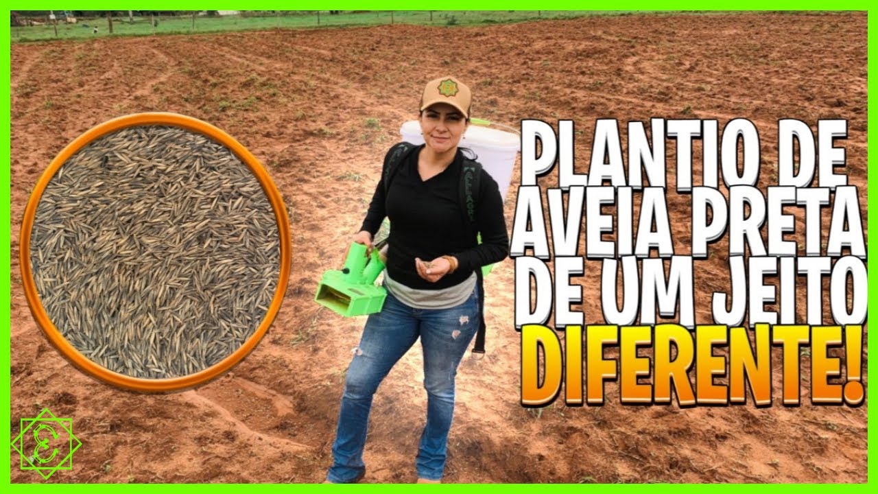 PLANTANDO AVEIA PRETA DE UM JEITO DIFERENTE!